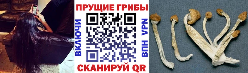 Галлюциногенные грибы Magic Shrooms  Данков 